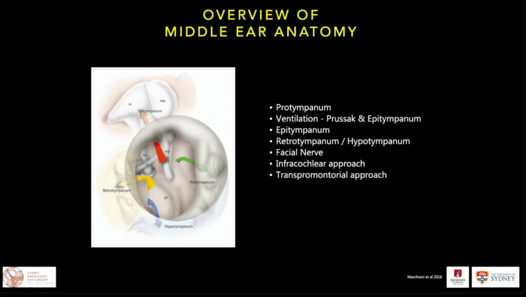 Anatomía del oído medio